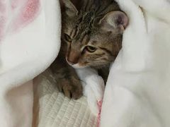 -瑞派名望志远动物医院·猫科·內科·异宠专科(直港大道店)
