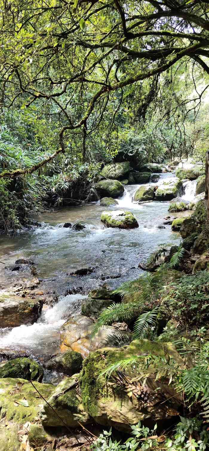 黄桑国家级自然保护区-"92被遗忘的原始森林——黄桑森林自然保护.