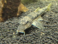 -鹿儿岛水族馆