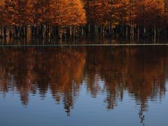 -白鹭湾湿地公园