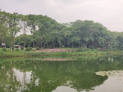 -金银湖国家城市湿地公园