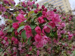 -元大都城垣遗址公园