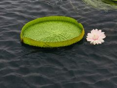 -荷塘月色湿地公园·向阳花洲