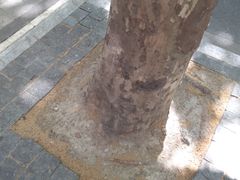 -星巴克臻选(思南公馆店)