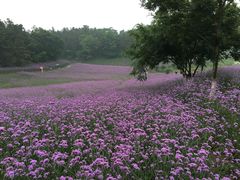 -大塘金香草谷