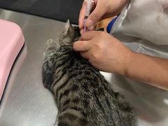 -瑞派名望志远动物医院·猫科·內科·异宠专科(直港大道店)