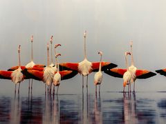 -罗红摄影艺术馆