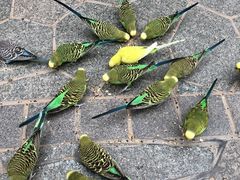 -南宫五洲植物乐园