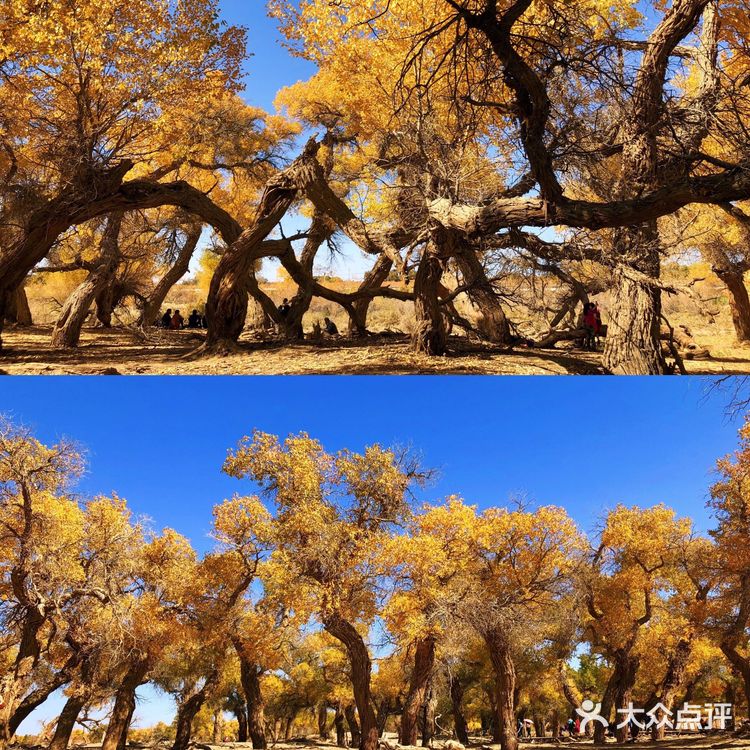《英雄》取景地额济纳旗🍂绝美胡杨林