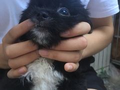 -宠颐生宠物医院·骨外科·犬猫全科诊疗中心(池州店)