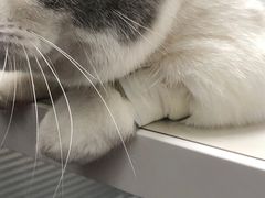 -伟伟宠物医院·CT影像中心·瑞派犬猫综合性门诊(汉口总院)