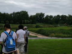 -桤木河湿地公园