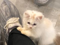-楼上猫咖(罗湖店)