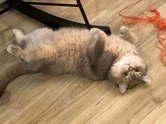 -东方名猫馆·英短金渐层布偶猫舍(环线广场1号楼店)