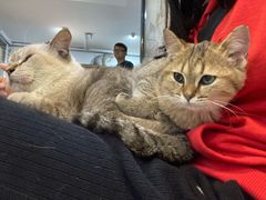 -松果猫咖(桐乡吾悦金街店)