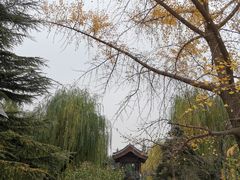 -团结湖公园