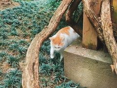 -龙华寺
