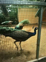 -萌宠亲子动物乐园(槐房万达店)