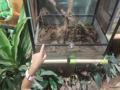 -正佳雨林生态植物园