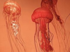 -沈阳海洋探索中心