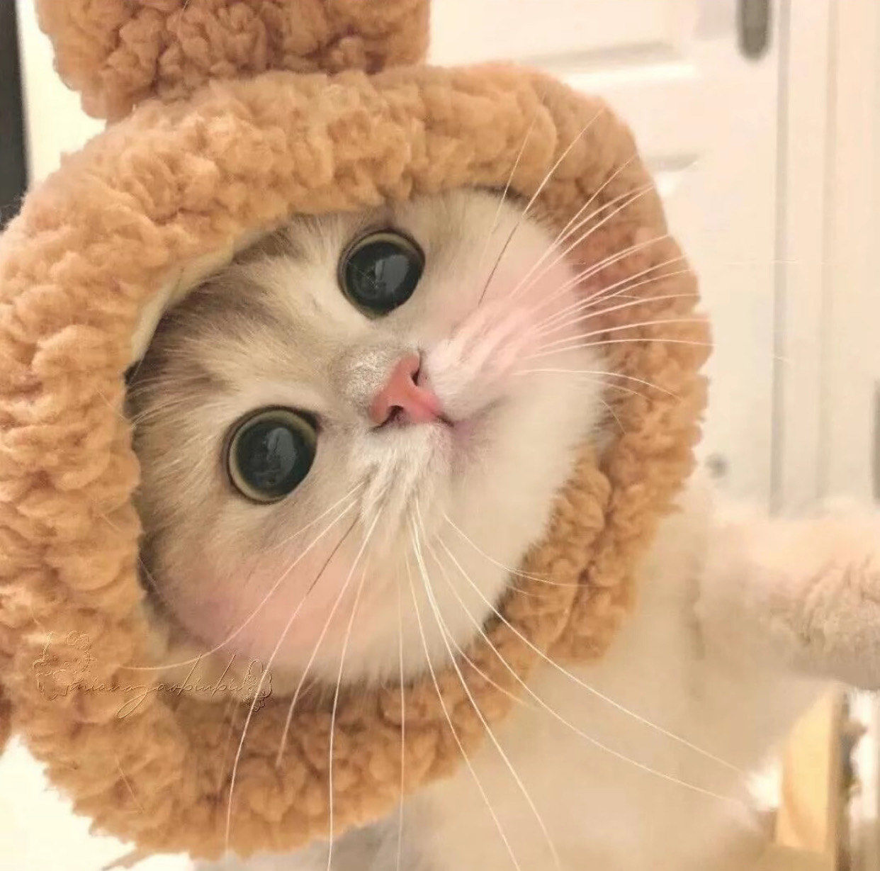 尤其是猫猫可爱头像 贼喜欢[色]#谁能拒绝傻憨憨的小猫咪