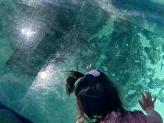 -暹罗海洋世界