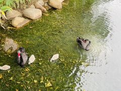 -西山漾湿地公园