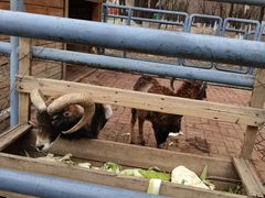 -长白岛森林公园