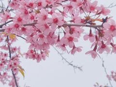 -丹樱生态园