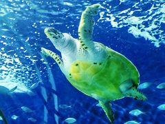 -上海海洋水族馆