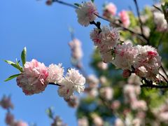-南汇桃花村