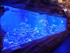 -芜湖新华联大白鲸海洋公园