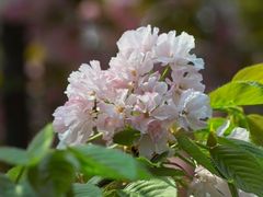 -西安青龙寺遗址景区