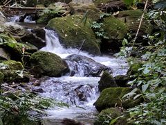 -莫里热带雨林景区