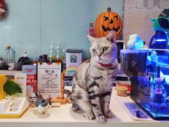 -平行世界·猫咖(首经贸店)