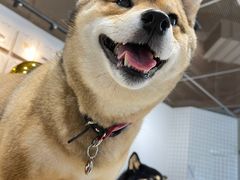 -柴务处·柴犬主题狗咖