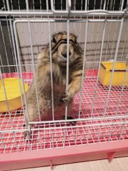 -Moni星球萌宠·小马宝莉·灵蛇·高端高阶全萌宠互动体验俱乐部(红豆国际广场店)