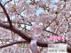 -高东镇樱花园