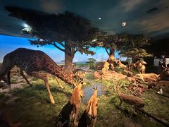 -国家自然博物馆