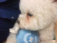 -海门爱心宠物医院