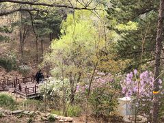 -北京西山国家森林公园