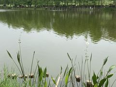 -东莞植物园