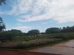 -万绿园
