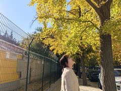 -三里屯东五街银杏大道