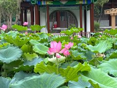 -莲湖公园