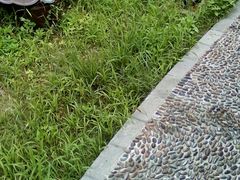 -大屏嶂森林公园