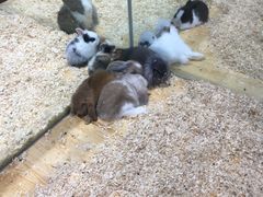 -龟与熊猫宠物公园(南坪店)