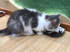 -猫和宫(六道口店)