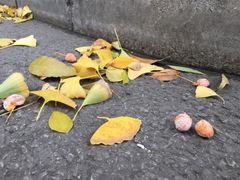 -三里屯东五街银杏大道
