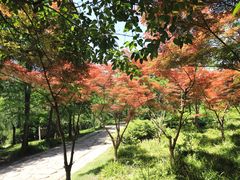-新江湾城公园